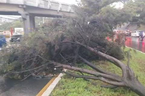 &iexcl;Afecta el tr&aacute;nsito! &Aacute;rbol cae este viernes en la calzada Roosevelt