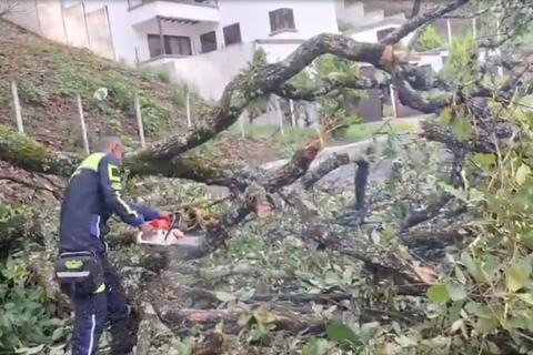 &iexcl;Se desplom&oacute;! &Aacute;rbol de grandes dimensiones cae y bloquea el paso en zona 16