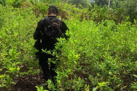 Localizan plantaci&oacute;n de droga valorada en m&aacute;s de Q5 millones