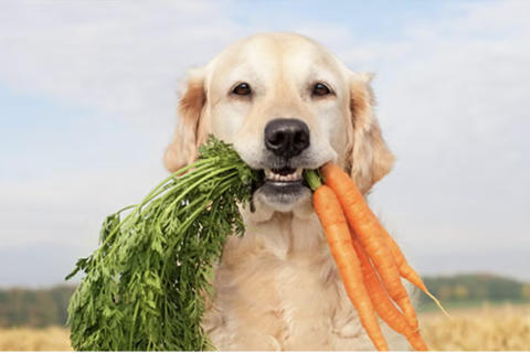 &iexcl;Frutas y verduras! Los alimentos saludables para tu mascota