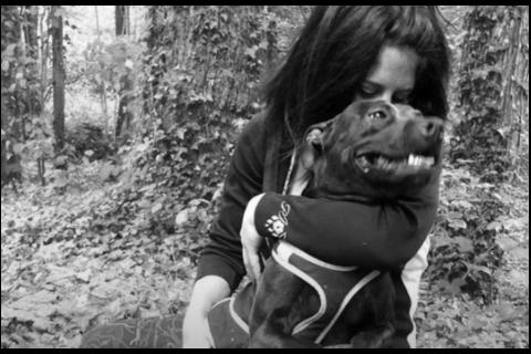 Francia: adiestr&oacute; a su pitbull para atacar y el perro mat&oacute; a su novia embarazada