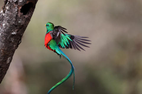 &iquest;Lo has escuchado? As&iacute; es el canto de quetzal 