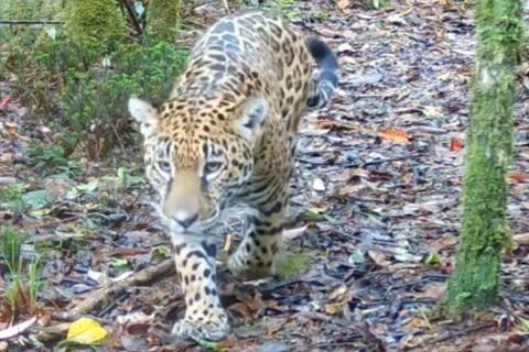 Captan a un jaguar entre las monta&ntilde;as de la Reserva Biosfera Sierra de las Minas