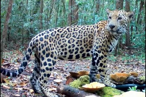 &iexcl;Qu&eacute; belleza! Jaguar es captado tomando agua en un bebedero de la selva (video)