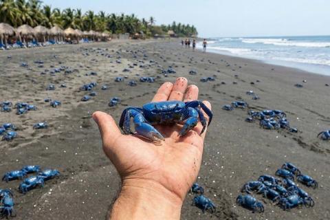 &iquest;Evoluci&oacute;n o misterio? Cangrejos azules invaden El Pared&oacute;n
