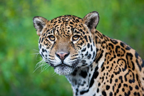 Captan a un jaguar en plena carretera en el ingreso a Tikal (video)