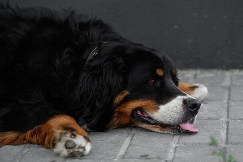 Advierten riesgos de golpe de calor en mascotas 