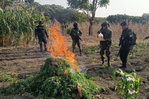 M&aacute;s de Q 2 millones en plantaciones de marihuana fueron erradicadas