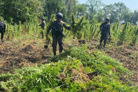 Destruyen plantaci&oacute;n de droga valorada en Q55 millones 