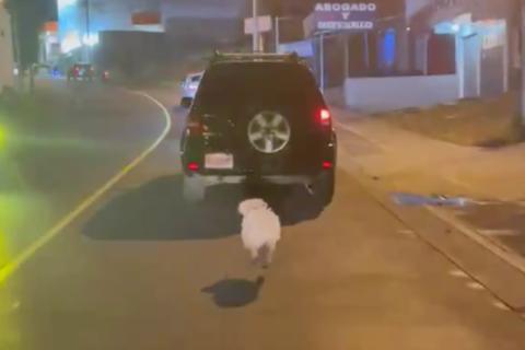 &iexcl;Lo abandonan! Video capta cuando dejan a un perrito en la calle