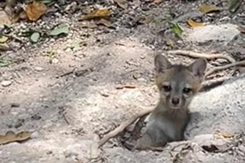 Peque&ntilde;o zorro es captado al salir de madriguera en Pet&eacute;n (video)
