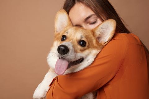 Identifica las razones por las que los perros muerden todo