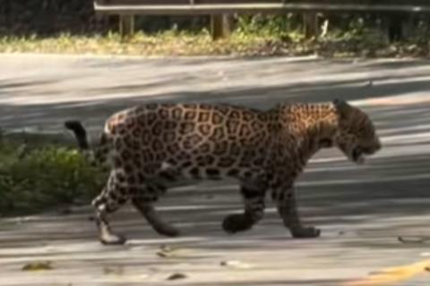 &iexcl;Se cruza la v&iacute;a! As&iacute; fue visto un jaguar en Tikal (video)