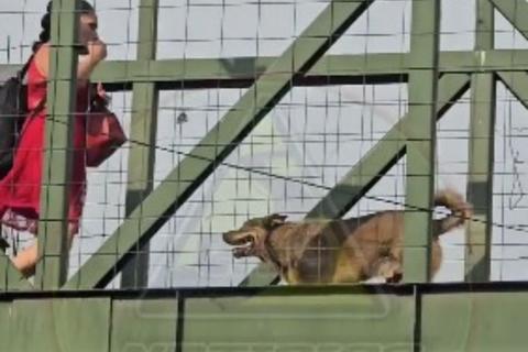 &iexcl;Un canino responsable! Graban a perro cruzando una pasarela