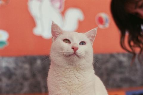 Cuida a tu gato blanco de estos padecimientos de salud