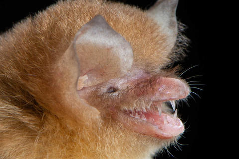 Detectan importante especie de murci&eacute;lago en Guatemala