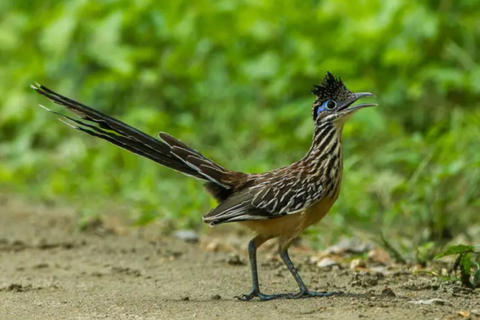&iexcl;Beep beep! Captan un correcaminos en Guatemala