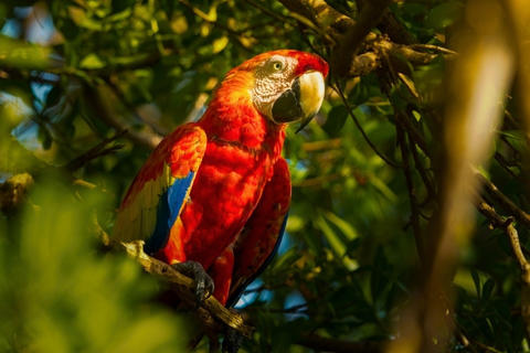 Captan pareja de guacamayas en zona boscosa de la zona 16