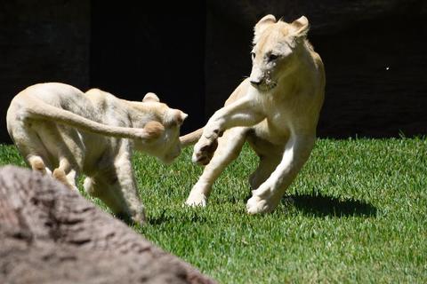 Los cachorros de le&oacute;n blanco del Zool&oacute;gico La Aurora te esperan