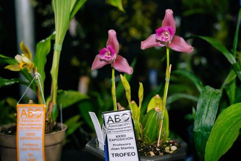 Salam&aacute; se llena de color con la gran Exposici&oacute;n Nacional de Orqu&iacute;deas 2026