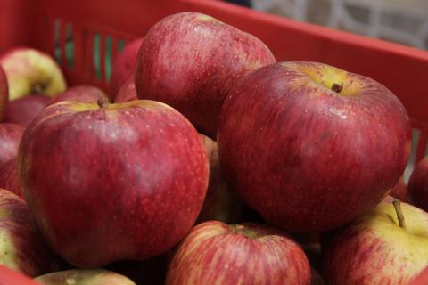 Las manzanas m&aacute;s dulces para Navidad se cultivan en Guatemala