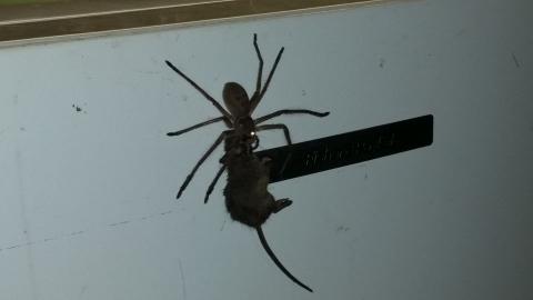 Una araña gigante cazó a un ratón y desata el terror en Australia