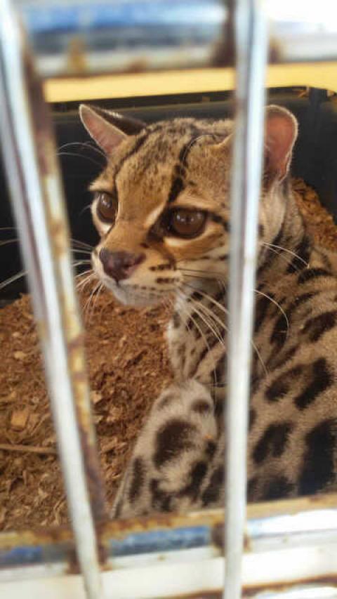 Rescatan a Tigrillo en peligro de extinción en Izabal 