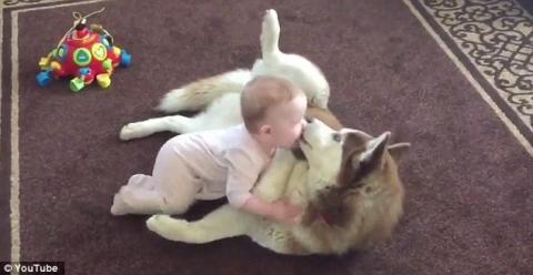 La tierna relaci&oacute;n entre una beb&eacute; y un husky asombra al mundo