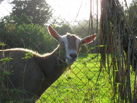 A falta de jardinero...¡una cabra!