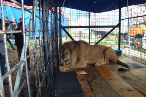 León rescatado en circo hace tres años tiene una mejor vida en EE.UU.