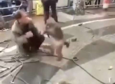 El planeta de los simios: monos se sublevan contra su domador