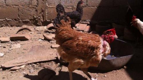 &iquest;Es pepino? &iquest;Es banano? Mira el huevo que puso esta gallina de Zacapa