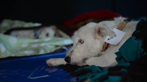 Entran en vigencia multas de hasta Q34 mil por maltrato animal