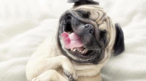 Oscar, el perro que no dejaba de sonre&iacute;r tras ser anestesiado