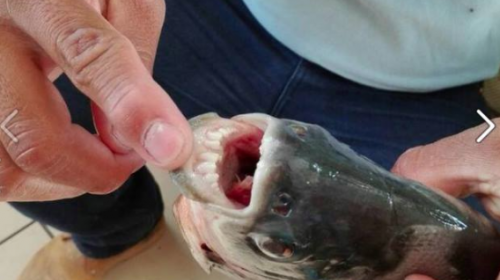 &iquest;Hay pira&ntilde;as en el lago Pet&eacute;n Itz&aacute;?