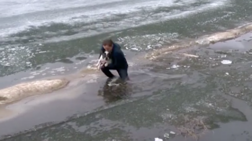 &iquest;Qu&eacute; har&iacute;as por tu mascota? Este hombre hizo una acci&oacute;n heroica