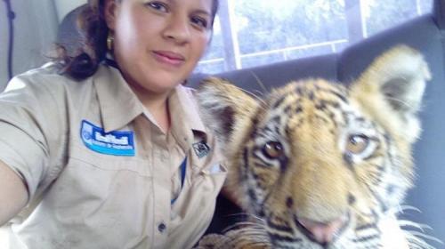 La historia del tigre siberiano cachorro que apareci&oacute; en Suchitep&eacute;quez