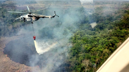 Guacamayas, tapires, monos y otros han muerto por incendios en Petén