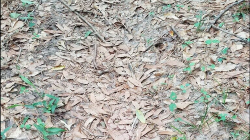 Reto visual: encuentra el peligro mortal escondido en esta fotograf&iacute;a