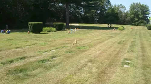 &iquest;El fantasma de un perro estaba sobre su tumba? Esta es la historia