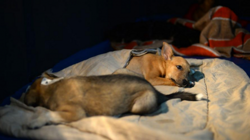 El mensaje sobre el sacrificio de 136 perros que no debes compartir