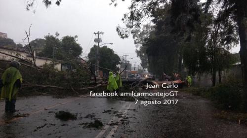 Fuertes lluvias desploman cuatro &aacute;rboles y complican el tr&aacute;nsito