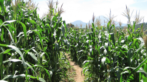 La milpa o el encuentro de un campesino, un pandillero y un escritor