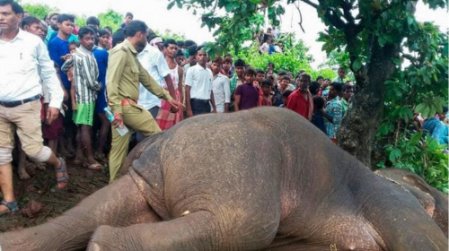 Persecuci&oacute;n en India para cazar un elefante que mat&oacute; a 15 personas