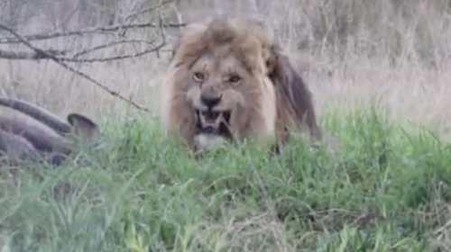 Hombre quiso grabar a un le&oacute;n que com&iacute;a y se llev&oacute; el susto de su vida