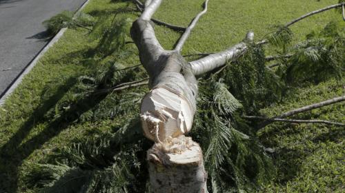 Las dos hip&oacute;tesis sobre la tala de &aacute;rboles cerca del aeropuerto
