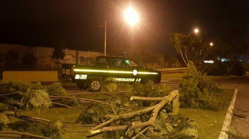 Desconocidos cortan más de 40 árboles cerca del aeropuerto La Aurora