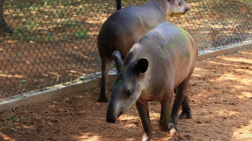 Venezolanos estar&iacute;an robando animales de zool&oacute;gicos para poder comer 