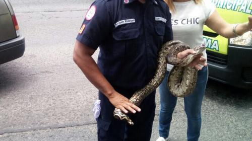 Hallan serpiente en el tráfico del bulevar Liberación 