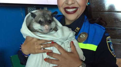 &iquest;Qu&eacute; hace Dalia Santos cargando una zarig&uuml;eya? 